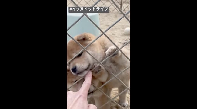 柴犬,イッヌドットライフ,動画