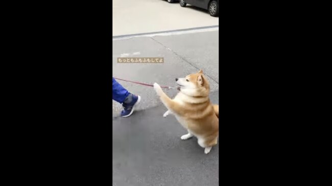 柴犬,イッヌドットライフ,動画