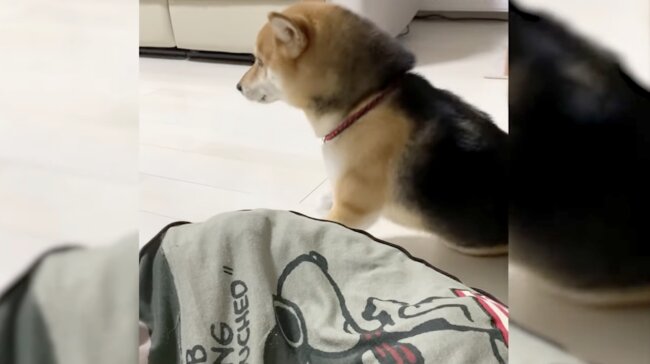 柴犬,イッヌドットライフ,動画