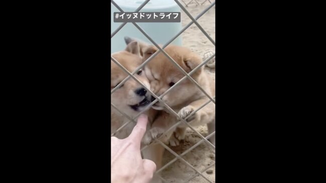 柴犬,イッヌドットライフ,動画