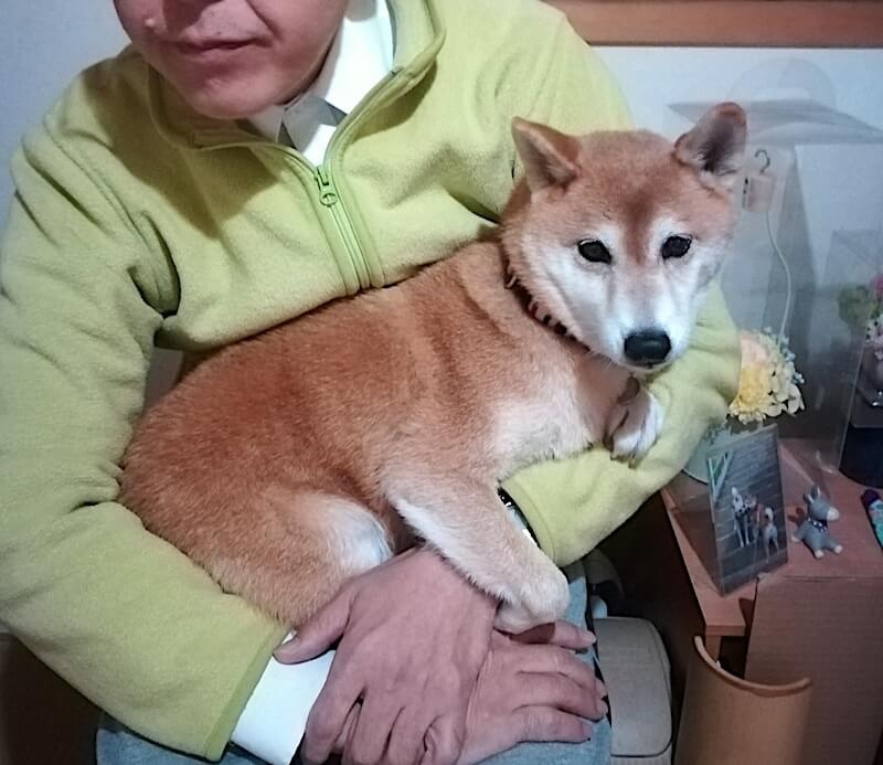 柴犬と家族
