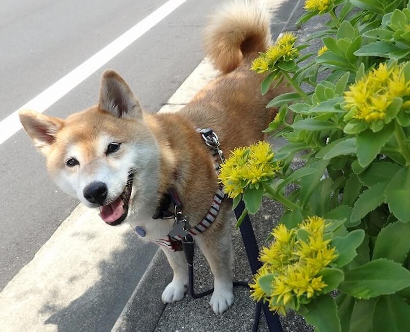 柴犬