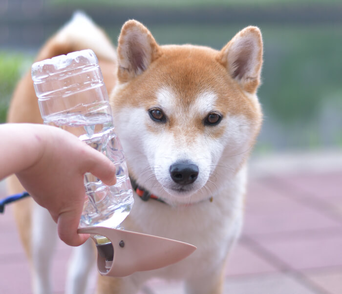柴犬