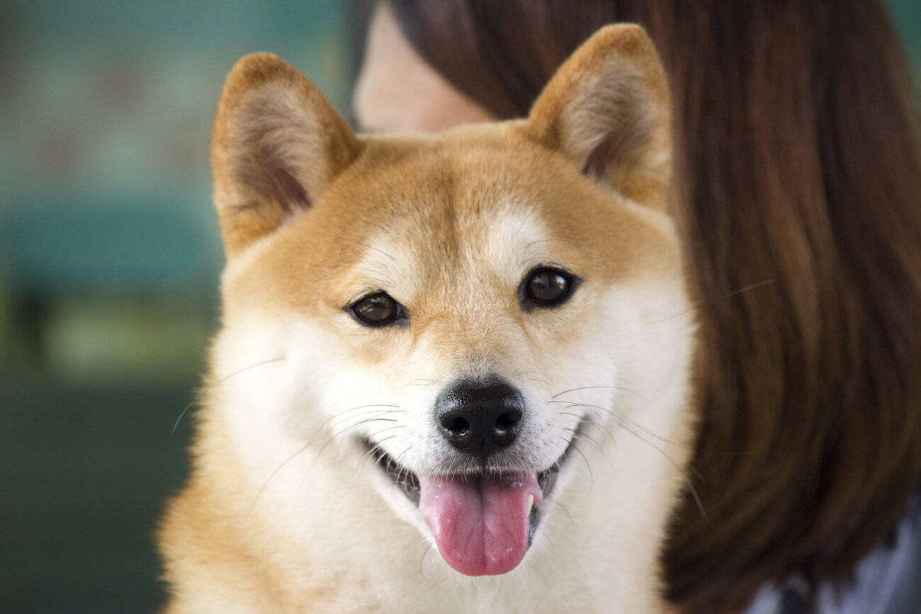 柴犬,柴犬哲学