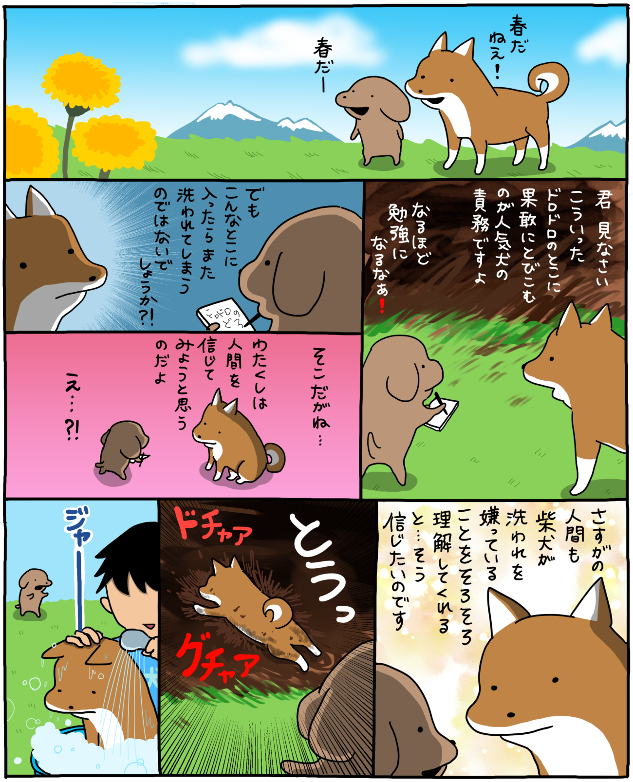 柴犬,うかうか,漫画