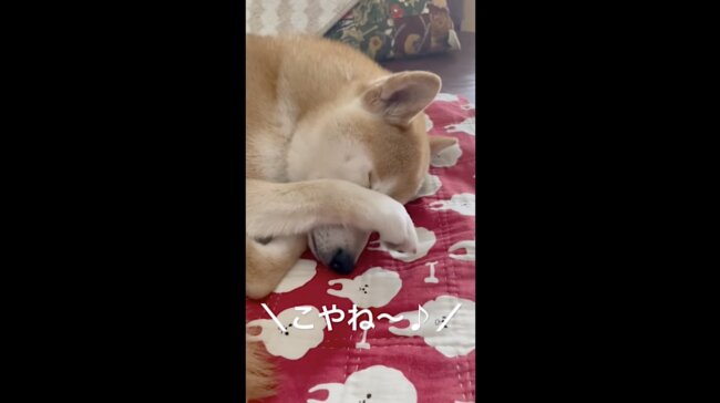 柴犬,YouTube