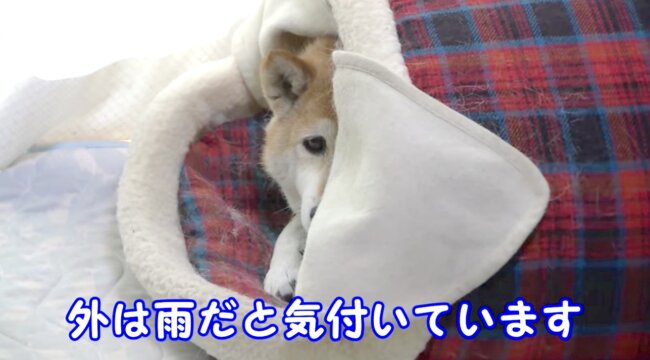 柴犬,YouTube