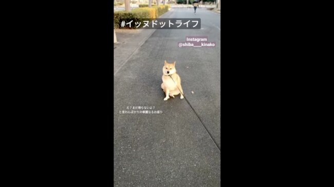 柴犬,イッヌドットライフ,動画