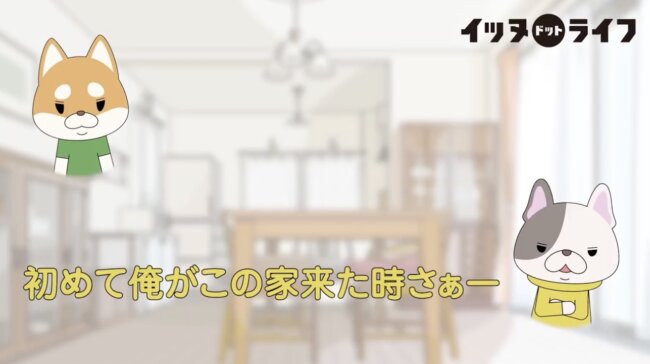 柴犬,イッヌドットライフ,動画