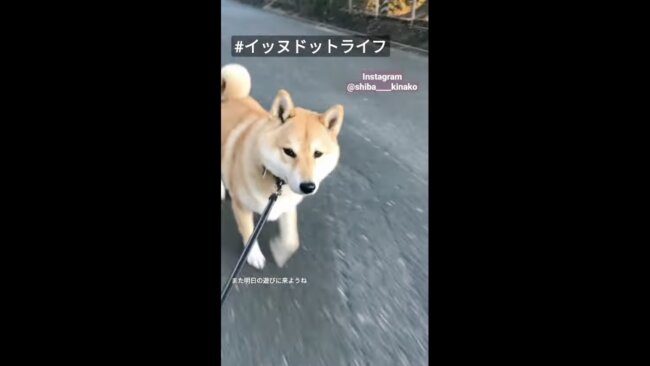柴犬,イッヌドットライフ,動画
