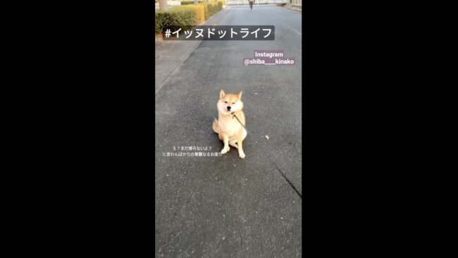 柴犬,イッヌドットライフ,動画