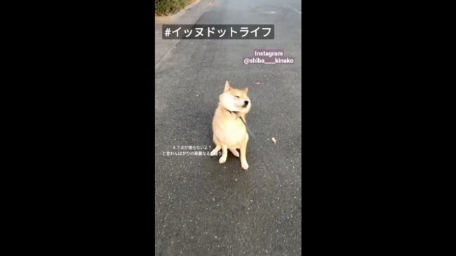 柴犬,イッヌドットライフ,動画