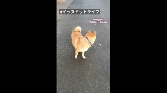 柴犬,イッヌドットライフ,動画