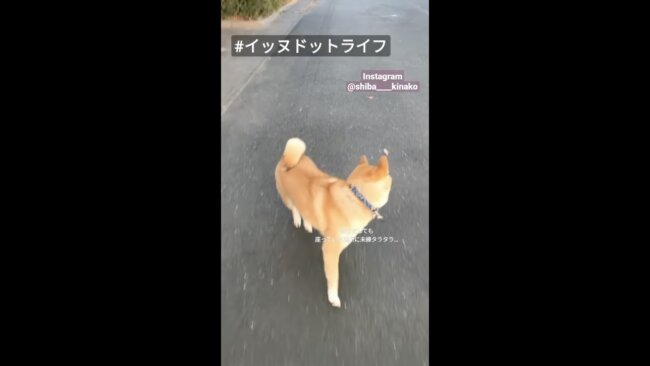 柴犬,イッヌドットライフ,動画