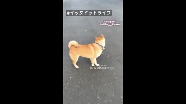 柴犬,イッヌドットライフ,動画