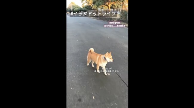 柴犬,イッヌドットライフ,動画