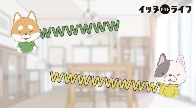 柴犬,イッヌドットライフ,動画