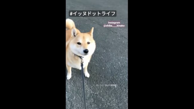 柴犬,イッヌドットライフ,動画