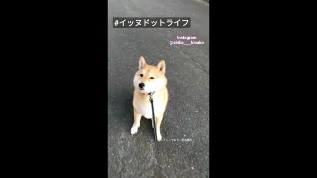 柴犬,イッヌドットライフ,動画