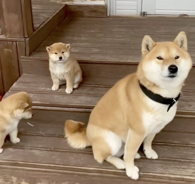 フレンチブルドッグ,動画