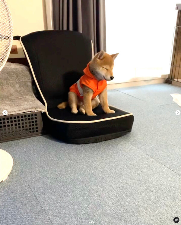 柴犬,Instagram