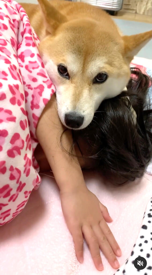 柴犬,Instagram