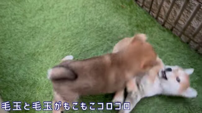 柴犬,YouTube