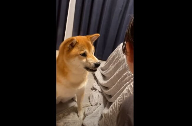 柴犬,YouTube