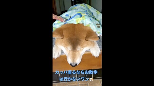 柴犬,YouTube