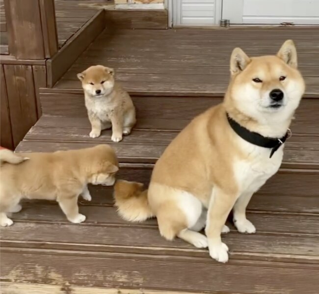 フレンチブルドッグ,動画