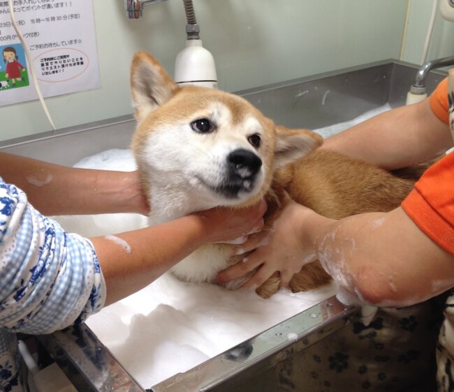 柴犬