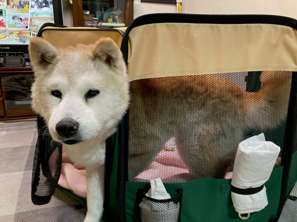 柴犬