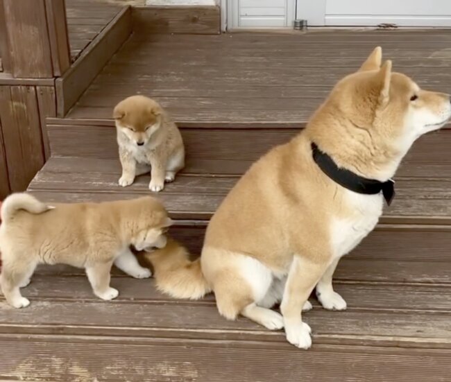 フレンチブルドッグ,動画