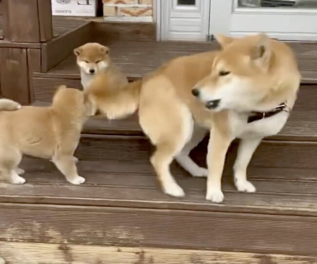 フレンチブルドッグ,動画