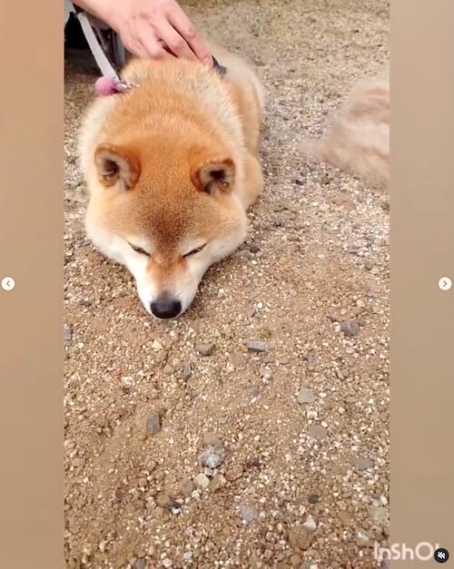 柴犬,Instagram