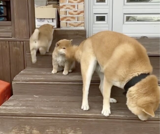 フレンチブルドッグ,動画