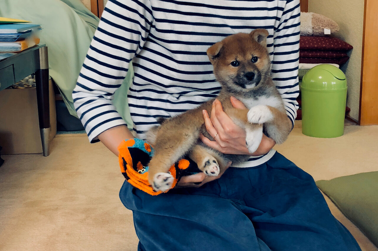 柴犬ライフ,kiki,モデル