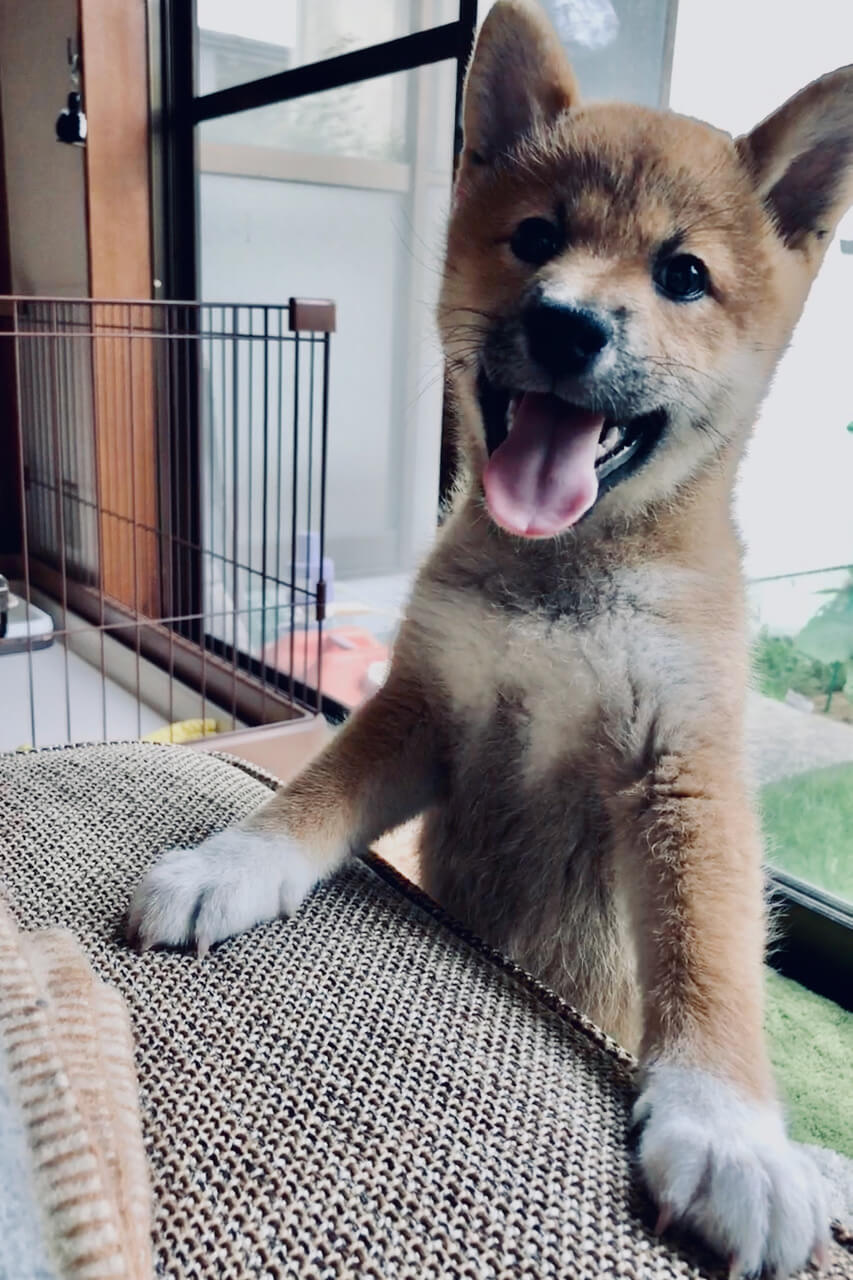 柴犬ライフ,kiki,モデル