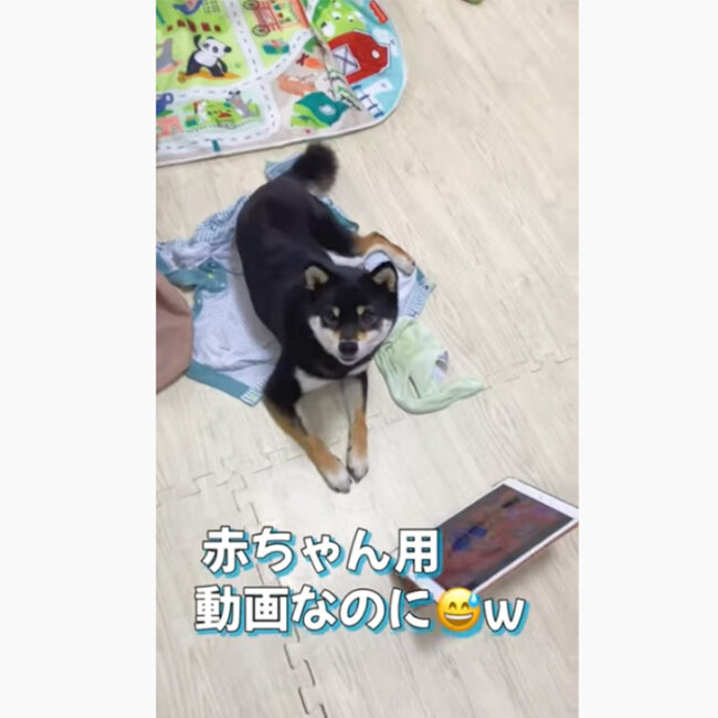 柴犬,YouTube