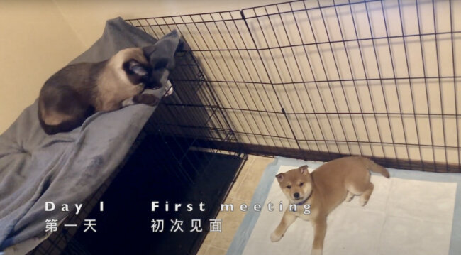 柴犬,YouTube
