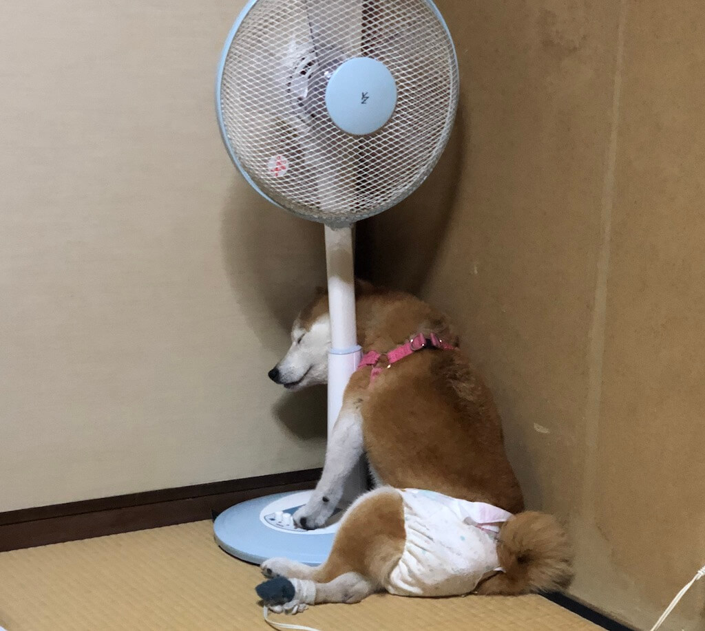 柴犬