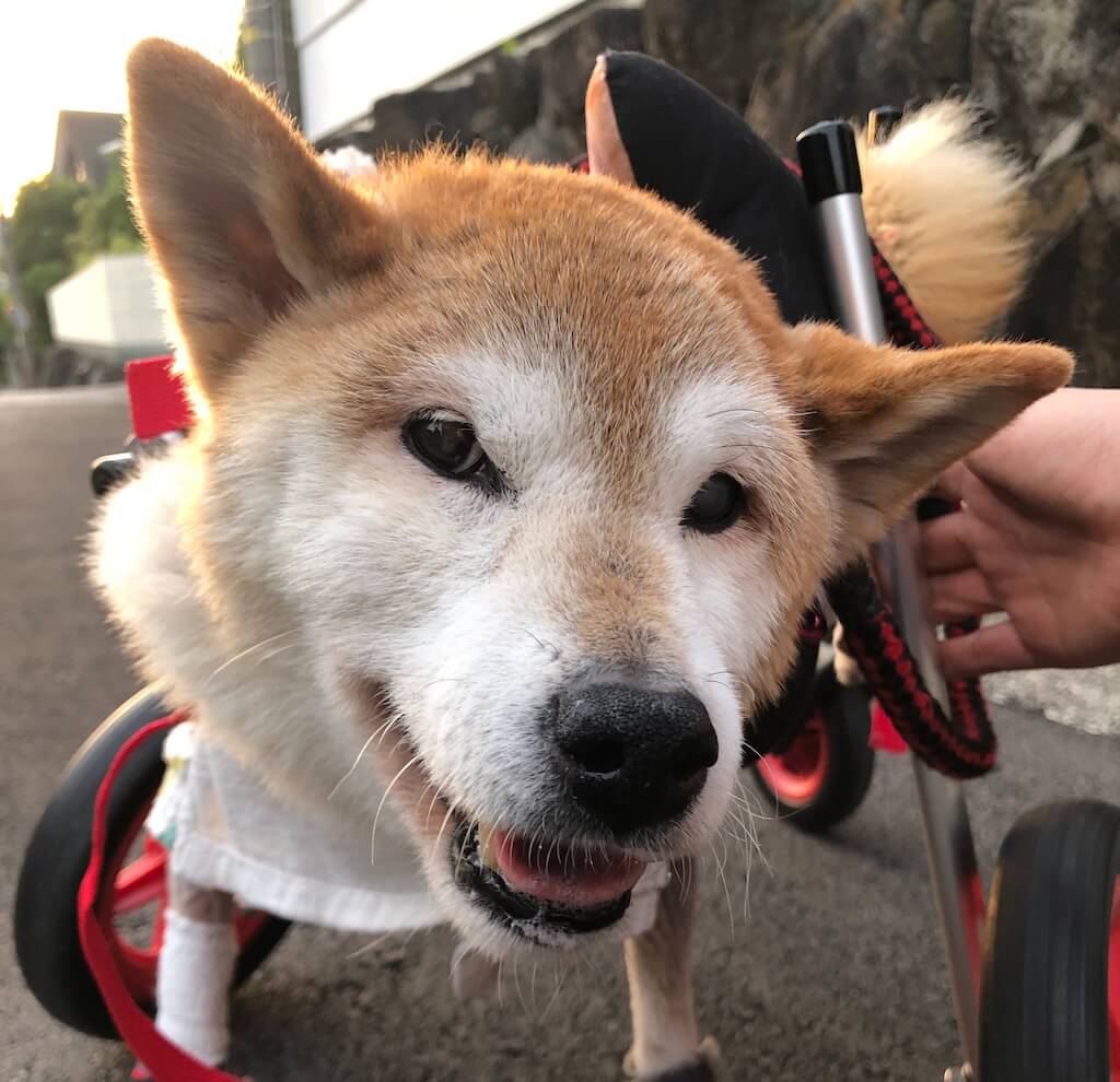 柴犬