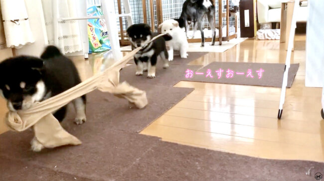 柴犬,YouTube