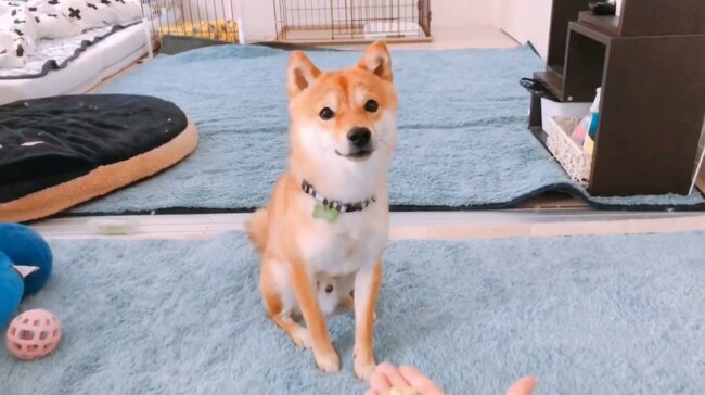 柴犬,YouTube