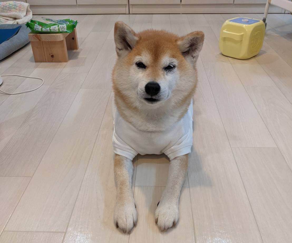 柴犬ライフ,アキナ山名,おまめ