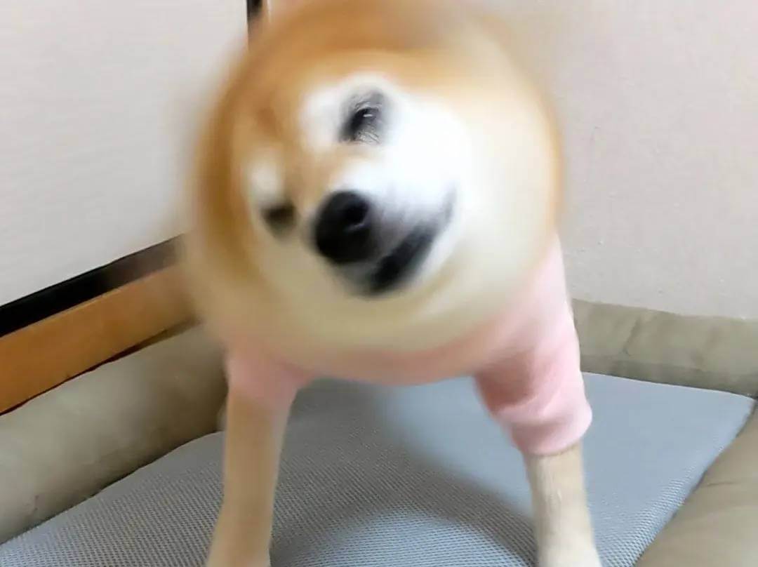 柴犬ライフ,アキナ山名,おまめ