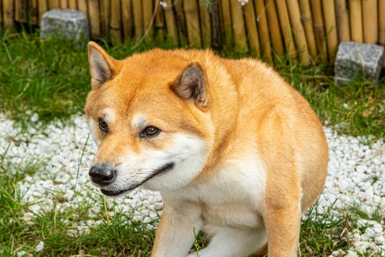 柴犬,外耳炎,ネプトラ