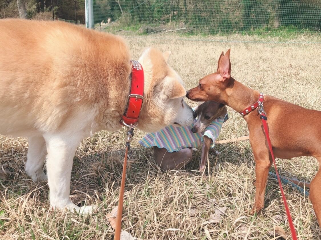 柴犬とミニチュア・ピンシャー