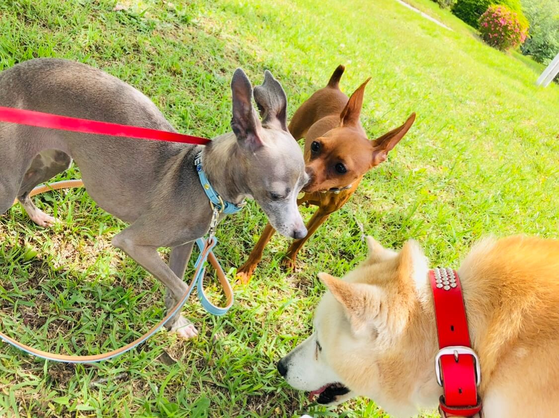 柴犬とミニチュアピンシャー