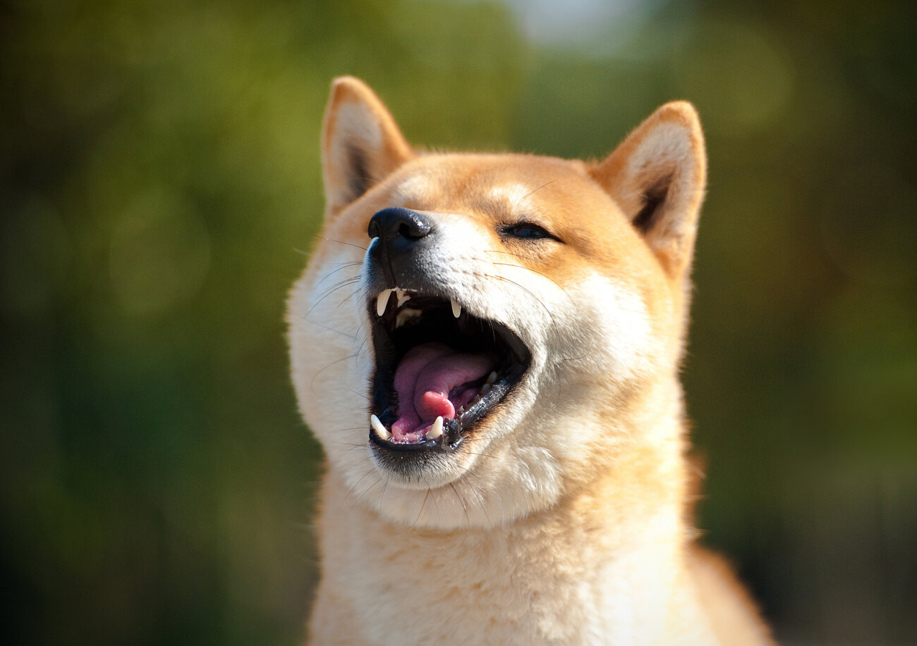 柴犬,外耳炎,ネプトラ